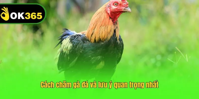 Cách chăm gà đá và lưu ý quan trọng nhất