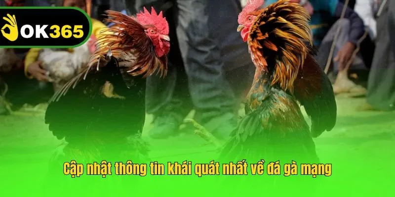 Cập nhật thông tin khái quát nhất về đá gà mạng