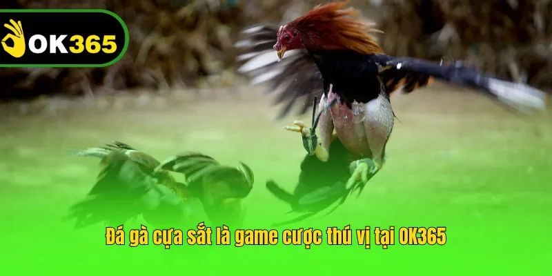 Đá gà cựa sắt tại OK365 có luật chơi đơn giản