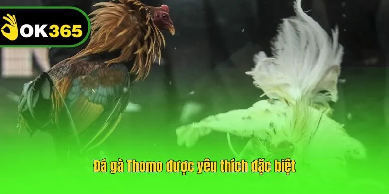 Đá gà Thomo được yêu thích đặc biệt