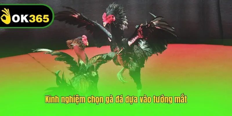 Kinh nghiệm chọn gà đá dựa vào tướng mắt