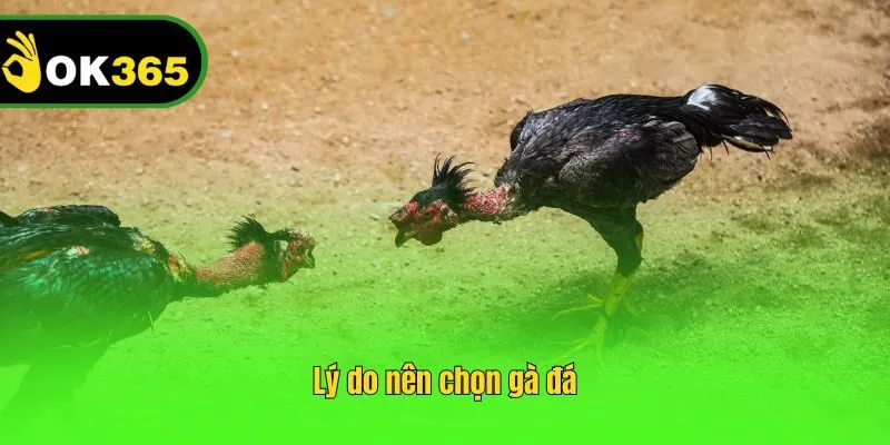 Lý do nên chọn gà đá