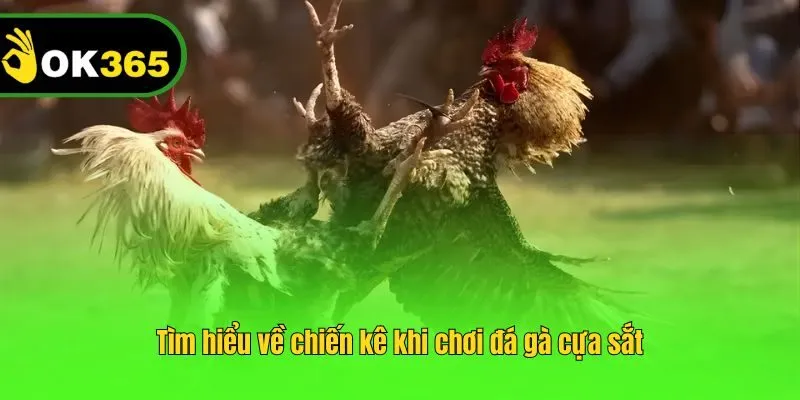 Tìm hiểu về chiến kê khi chơi đá gà cựa sắt